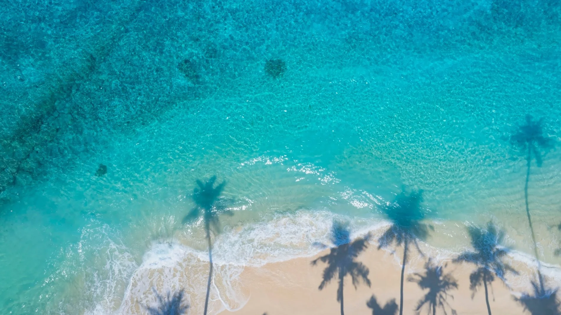 Summer,palm,tree,and,tropical,beach,with,blue,of,seashore